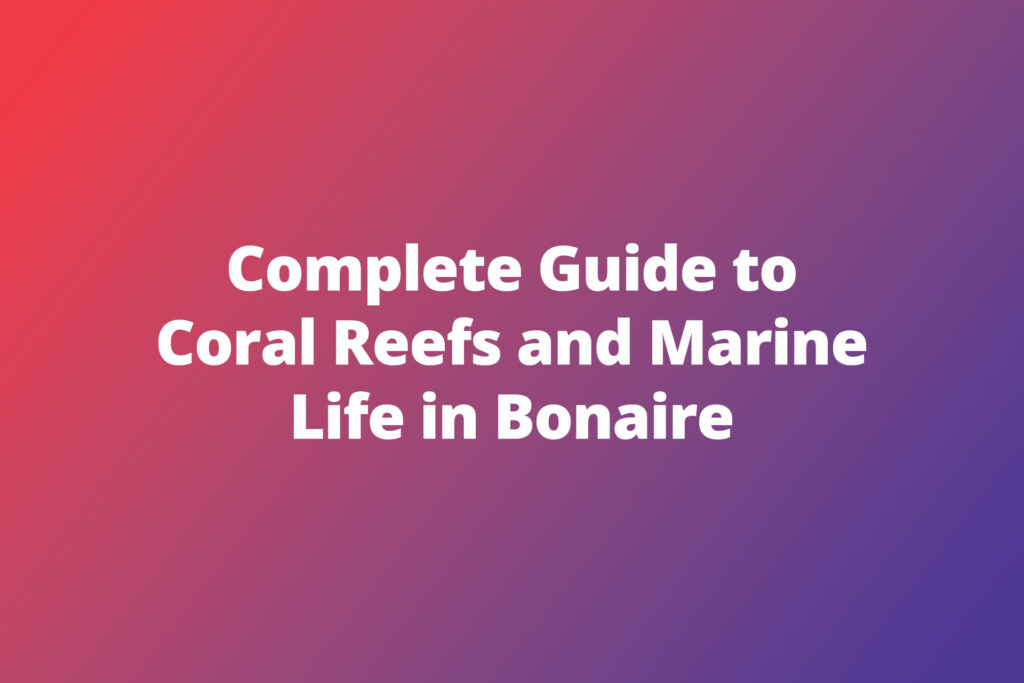 Complete Guide to Coral Reefs and Marine Life in Bonaire